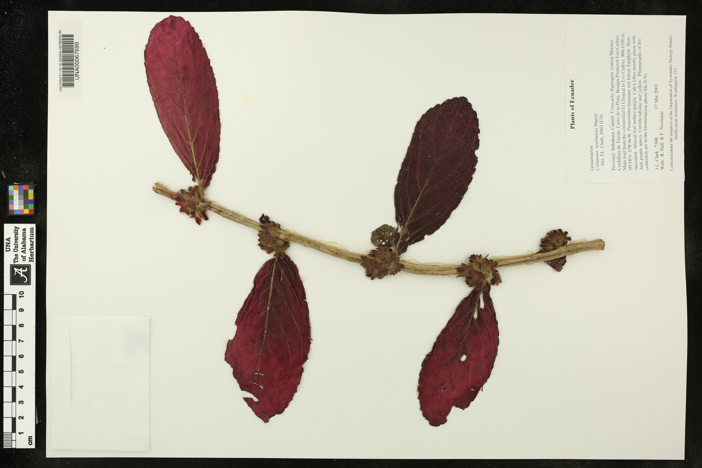 Columnea spathulata image