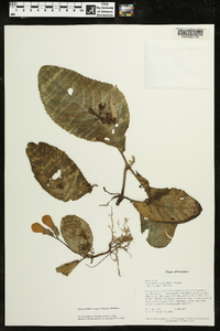 Media resource of Gasteranthus crispus