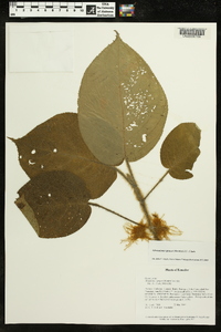 Image of Glossoloma sprucei