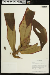 Columnea medicinalis image