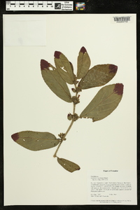 Columnea spathulata image