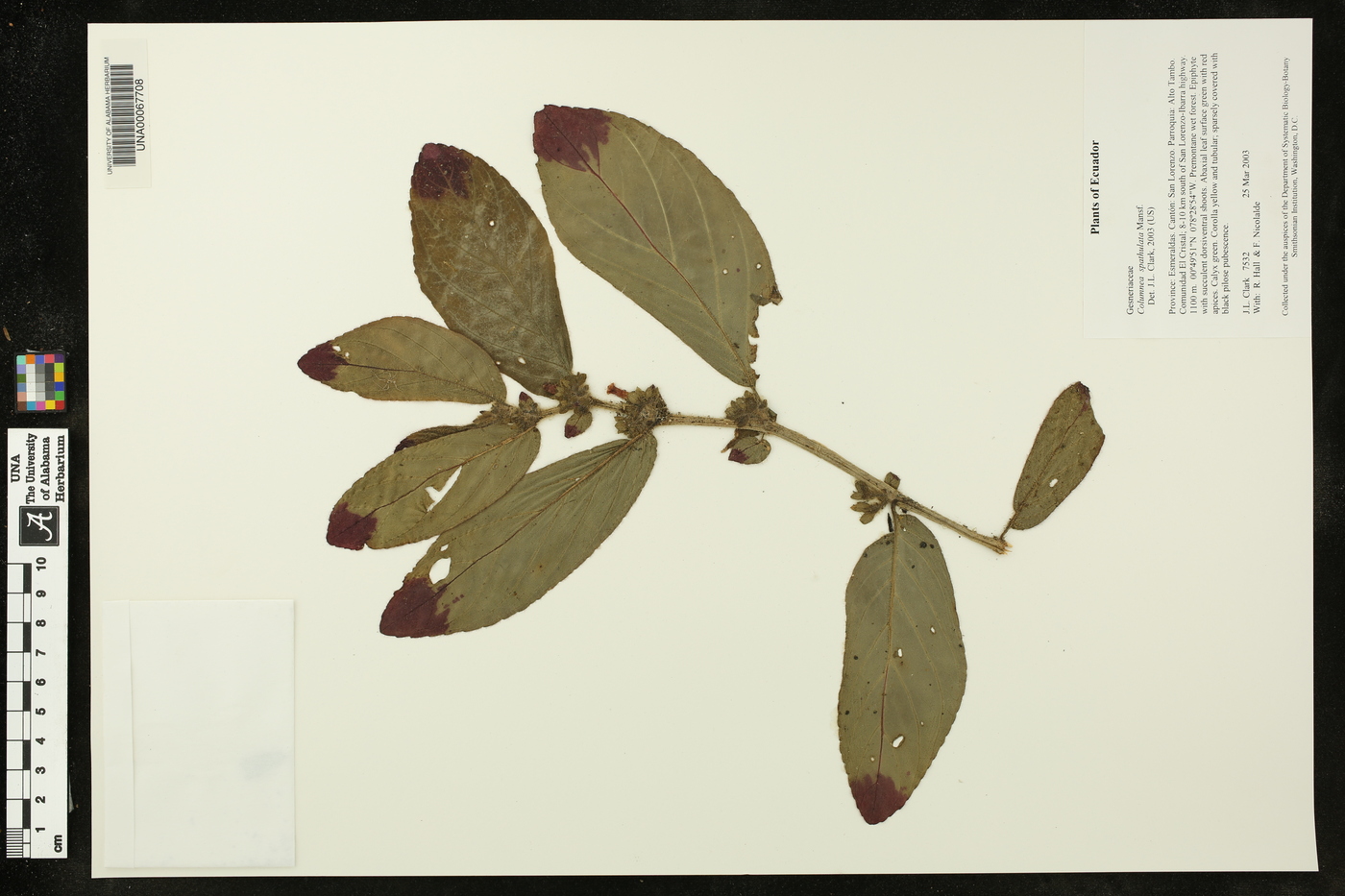 Columnea spathulata image
