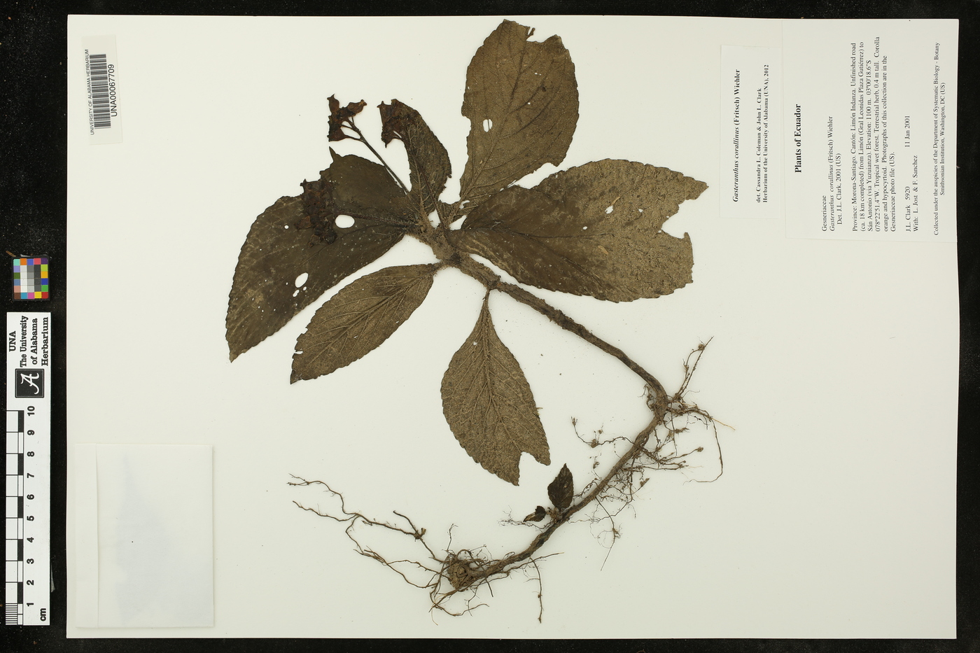Gasteranthus corallinus image