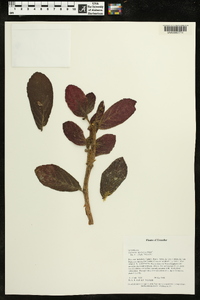 Columnea spathulata image