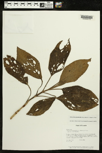 Glossoloma grandicalyx image