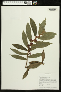 Columnea tenella image