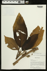Image of Glossoloma subglabrum