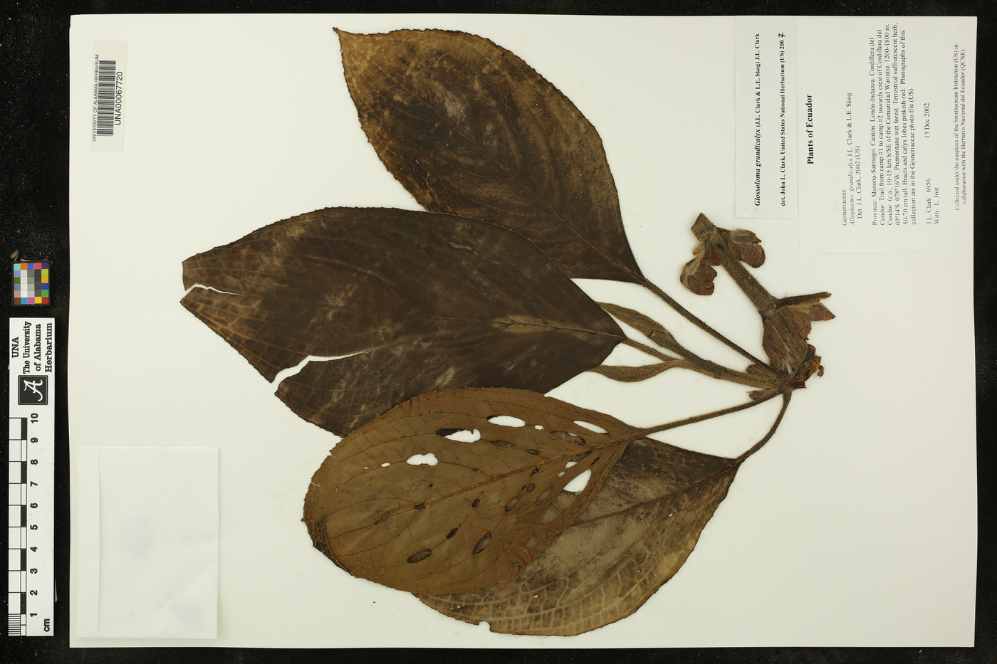 Glossoloma grandicalyx image