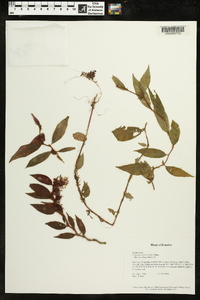 Columnea minor image