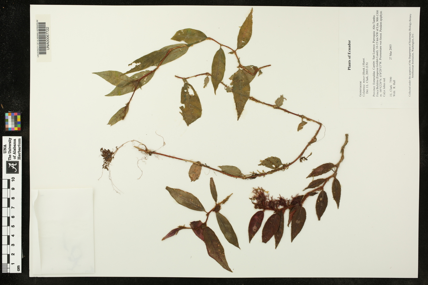 Columnea minor image