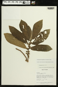 Cremosperma anisophyllum image