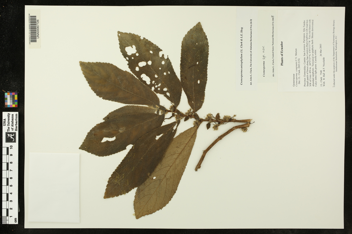 Cremosperma anisophyllum image