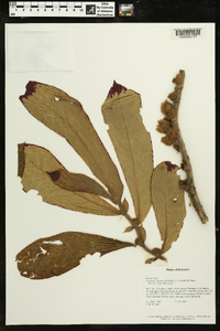 Columnea eburnea image