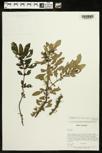 Cremosperma muscicola image