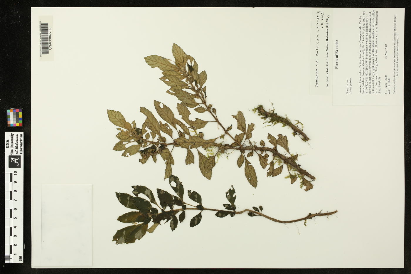 Cremosperma muscicola image