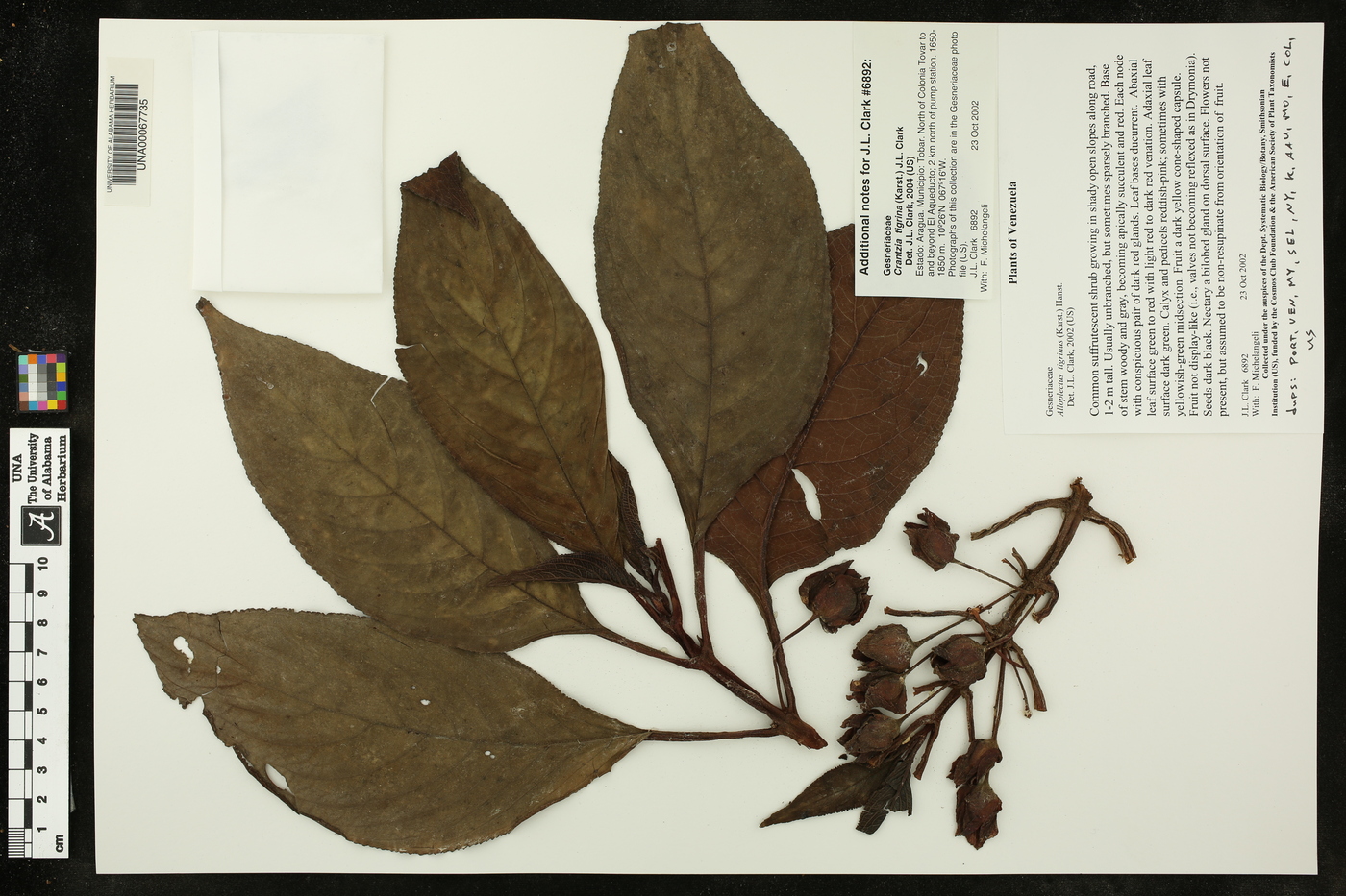Crantzia tigrina image