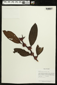 Columnea minutiflora image