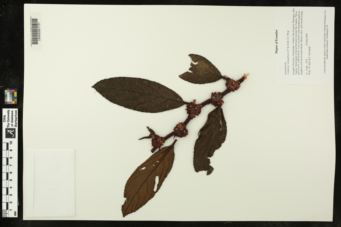 Columnea minutiflora image