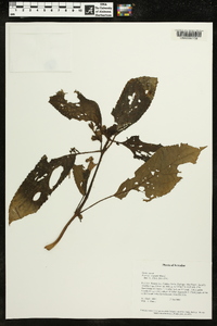 Pearcea schimpfii image