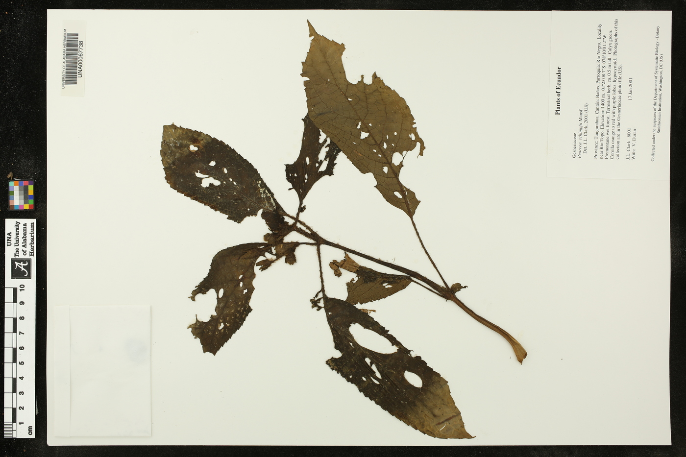 Pearcea schimpfii image