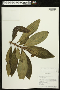 Glossoloma bolivianum image