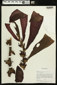 Columnea rubriacuta image