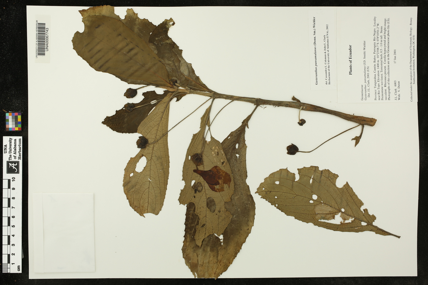 Gasteranthus pansamalanus image