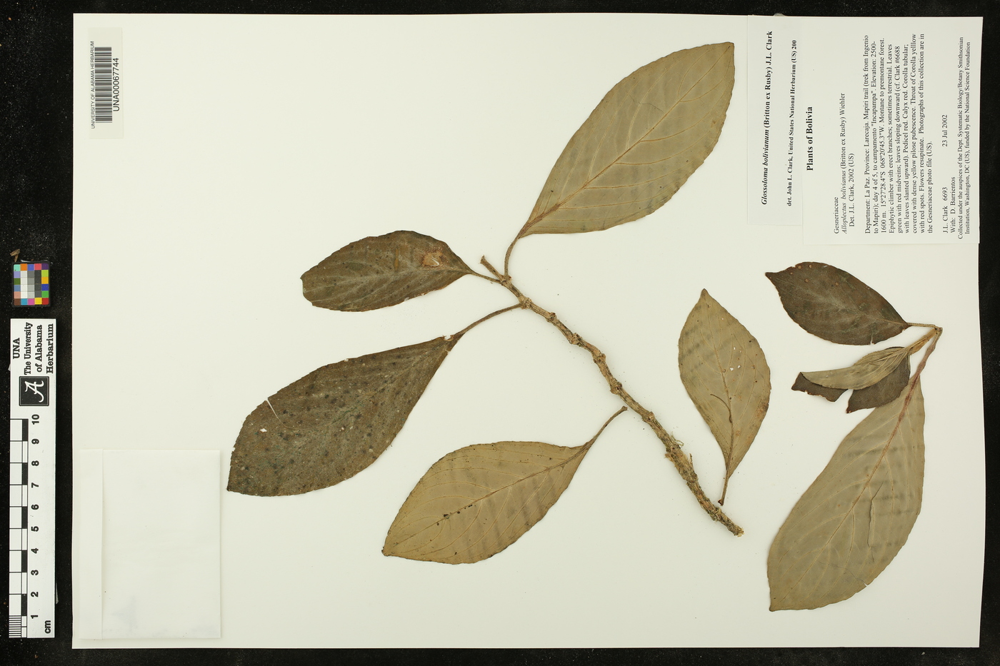 Glossoloma bolivianum image