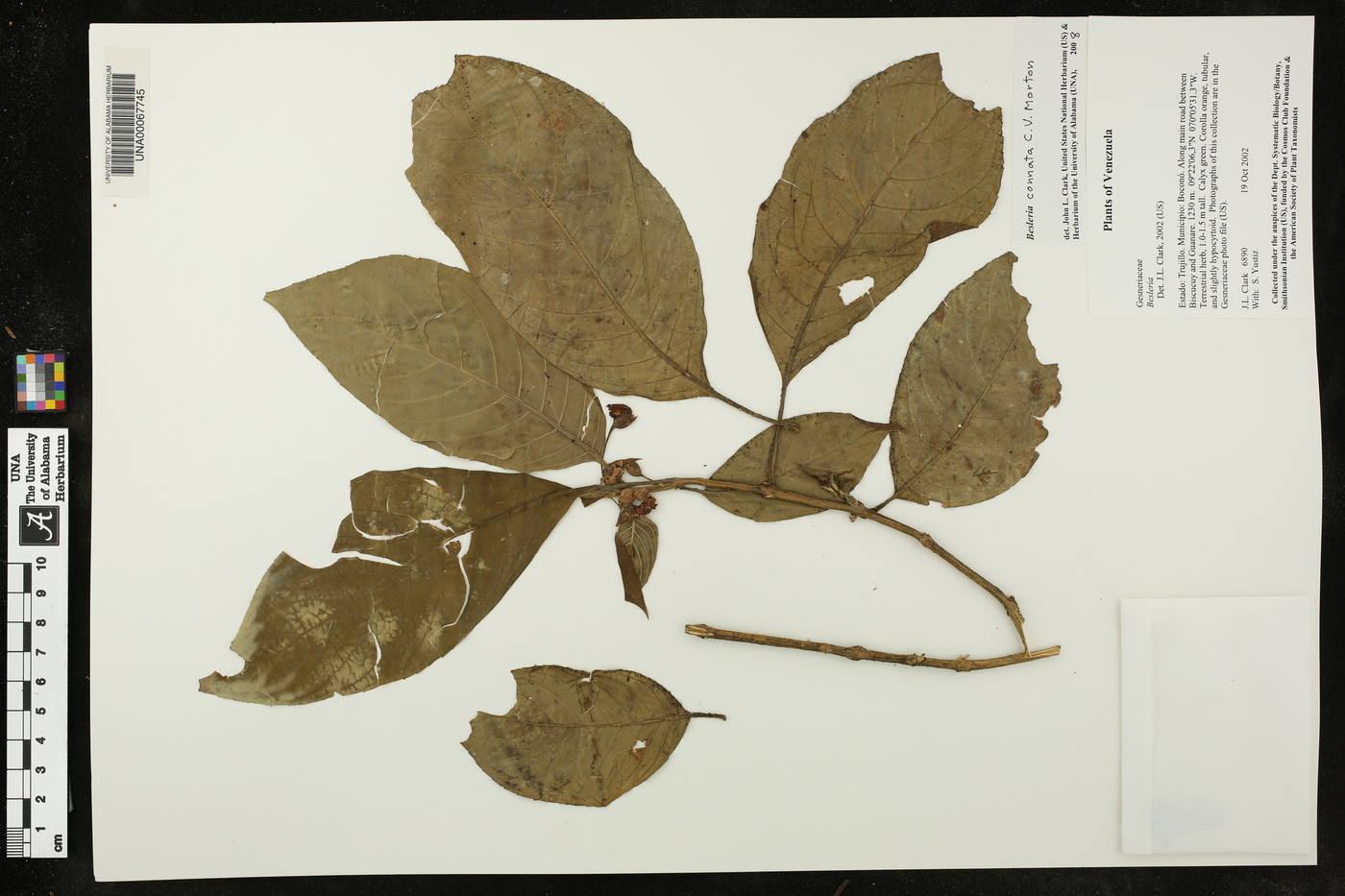 Besleria connata image