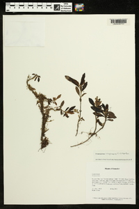 Cremosperma congruens image