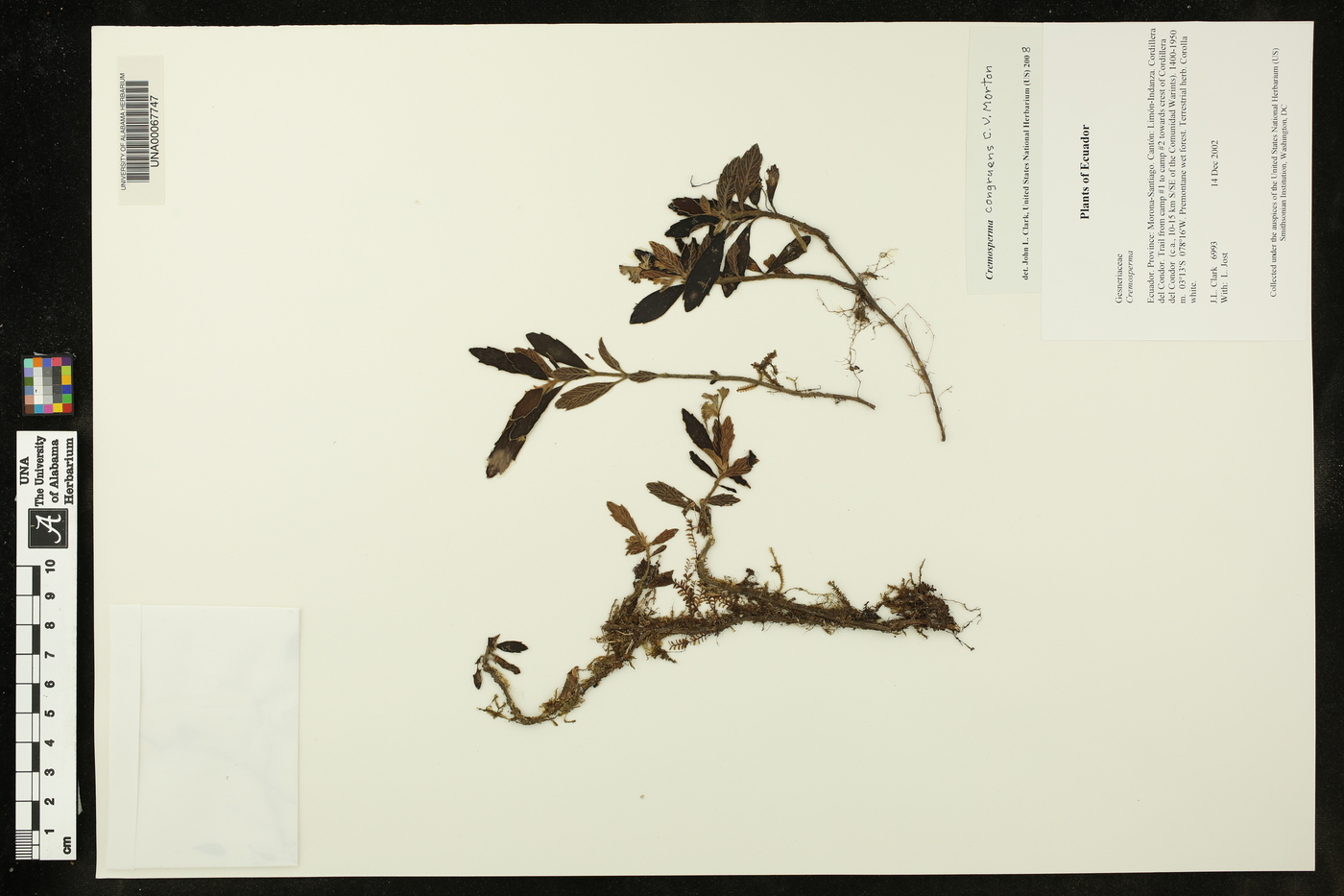 Cremosperma congruens image