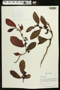 Columnea lehmannii image