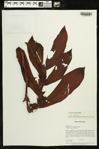 Columnea guttata image