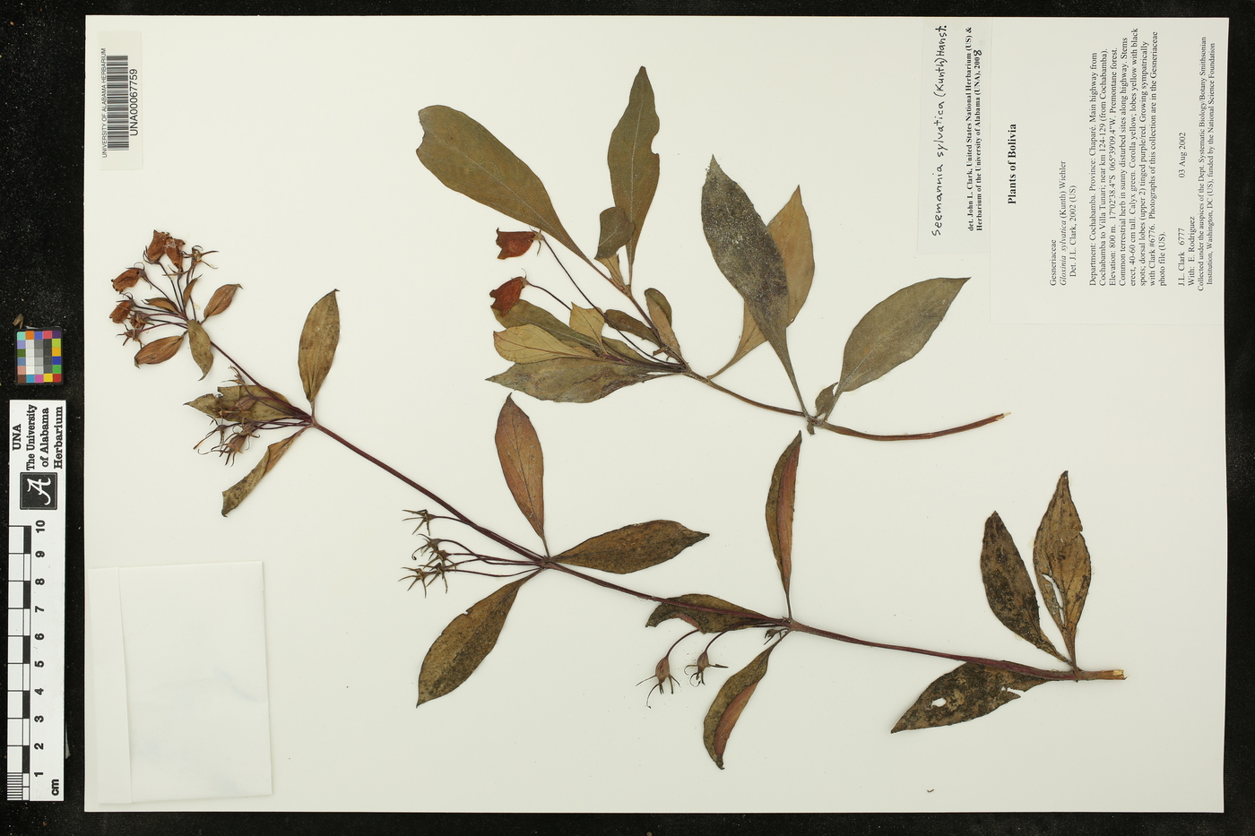 Seemannia sylvatica image