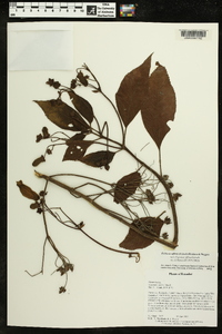 Kohleria affinis image