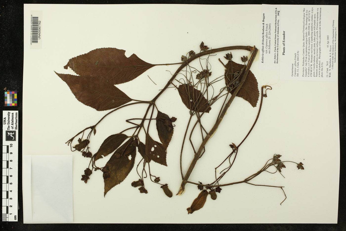 Kohleria affinis image