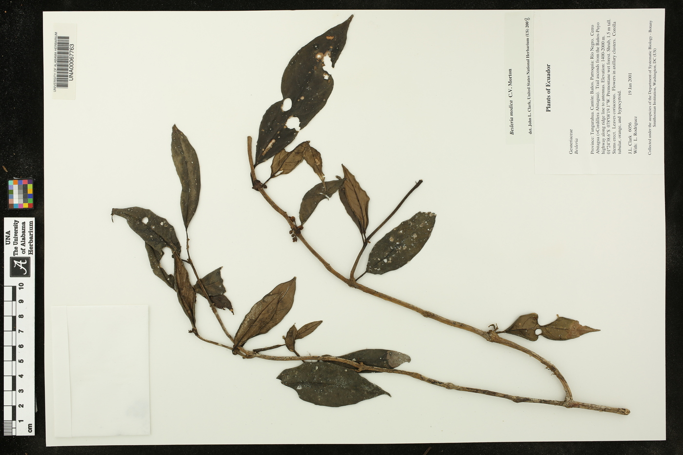 Besleria modica image