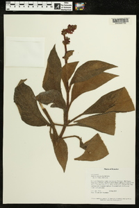 Kohleria spicata image