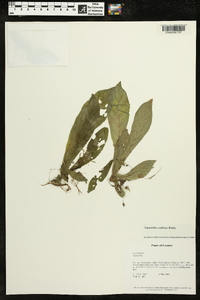 Napeanthus andinus image