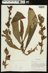 Columnea rubriacuta image