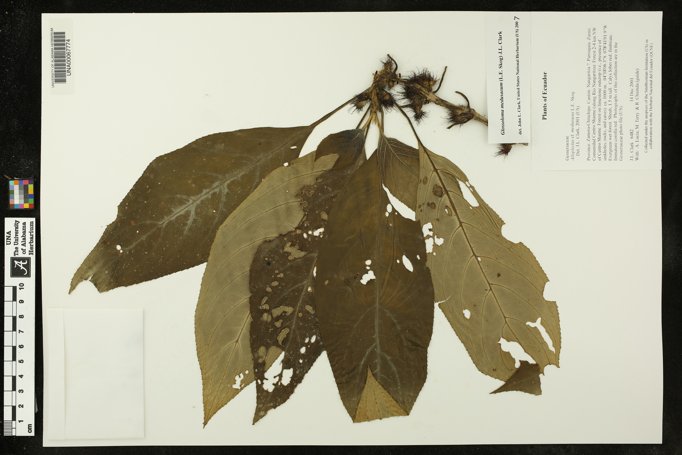 Glossoloma medusaeum image