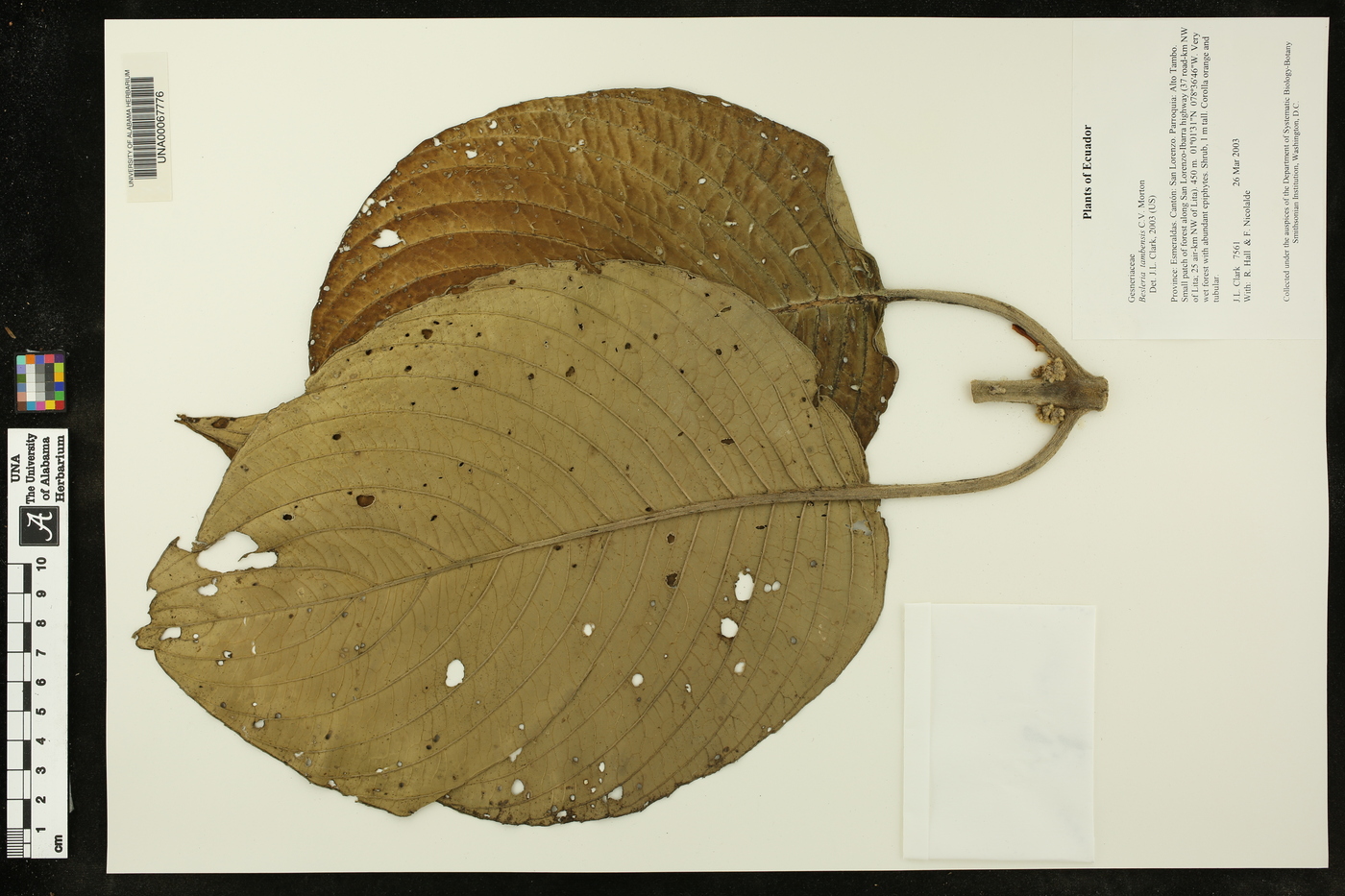 Besleria tambensis image