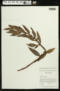 Columnea tandapiana image