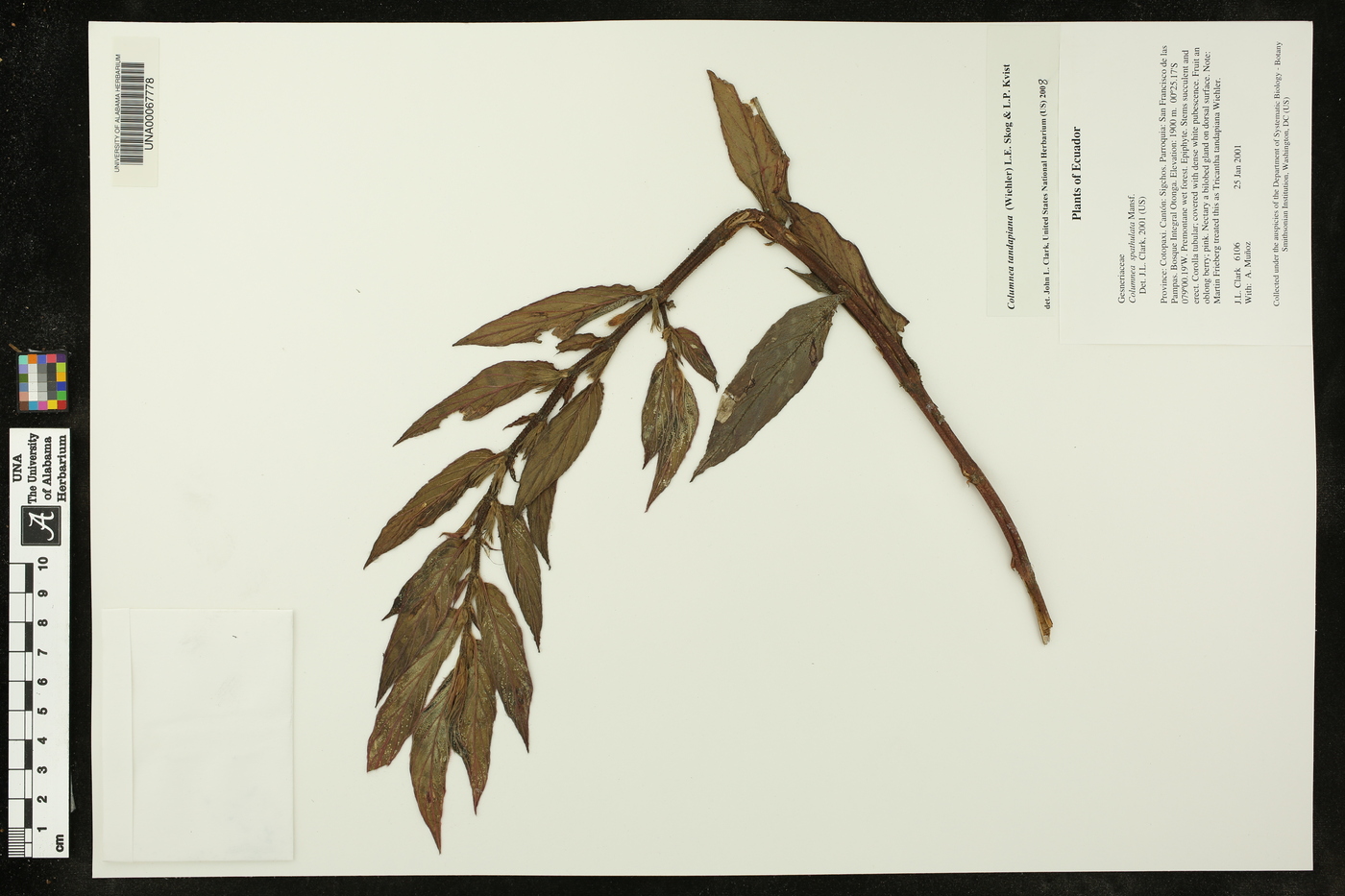 Columnea tandapiana image