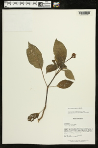 Gasteranthus quitensis image