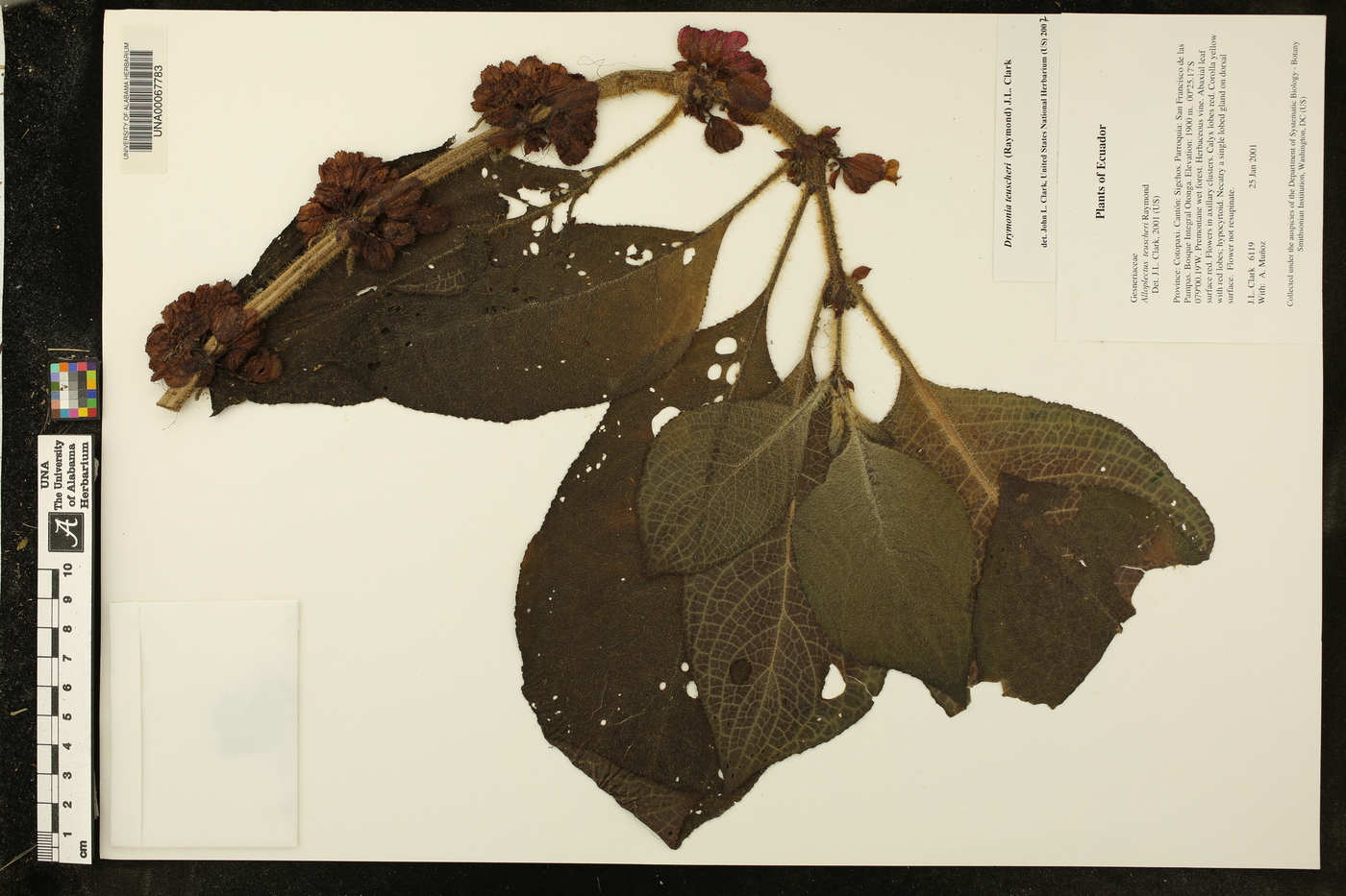 Drymonia teuscheri image