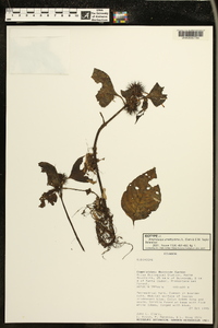 Media resource of Amphidasya amethystina