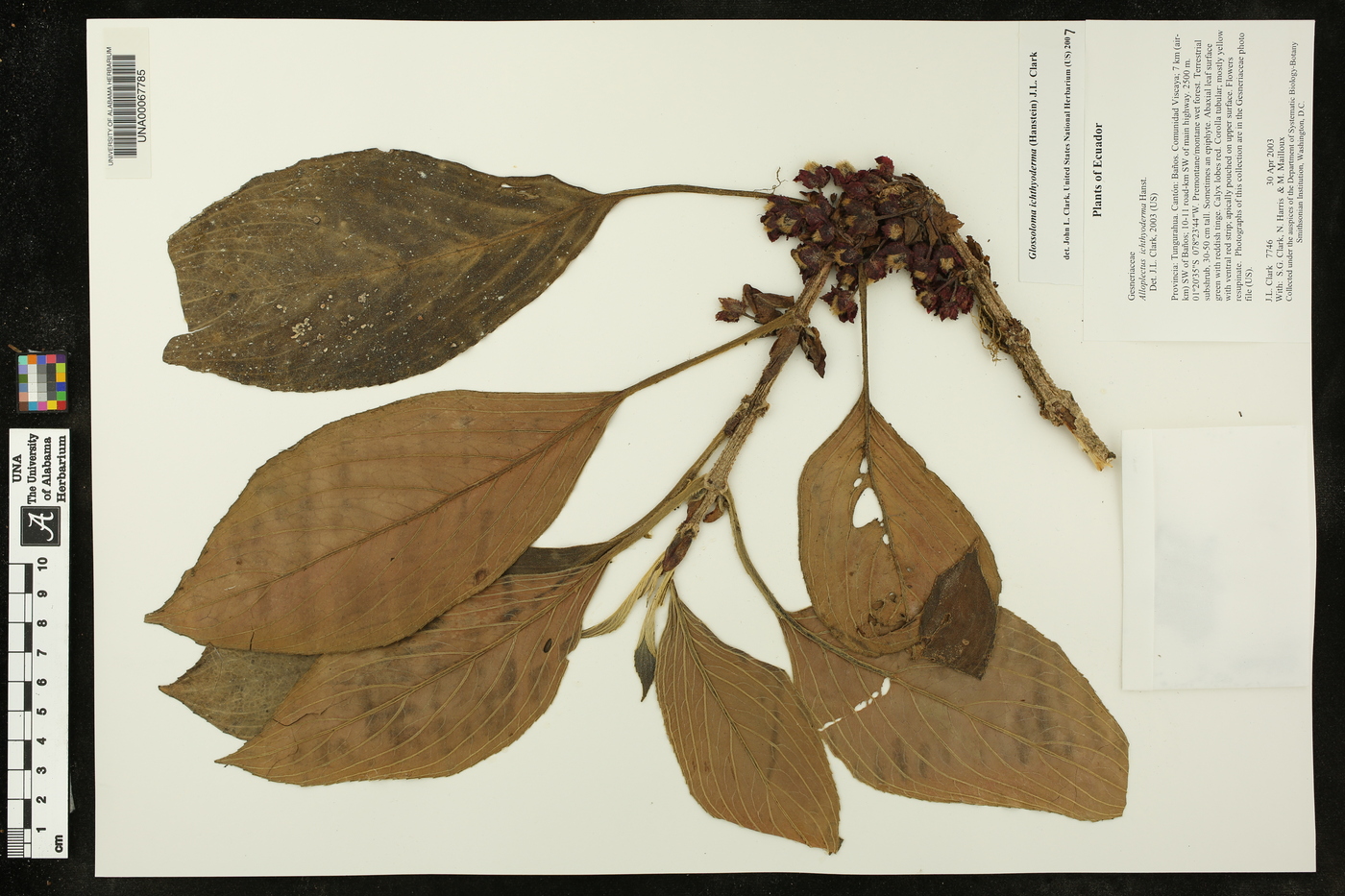 Glossoloma ichthyoderma image