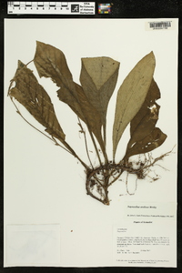 Napeanthus andinus image