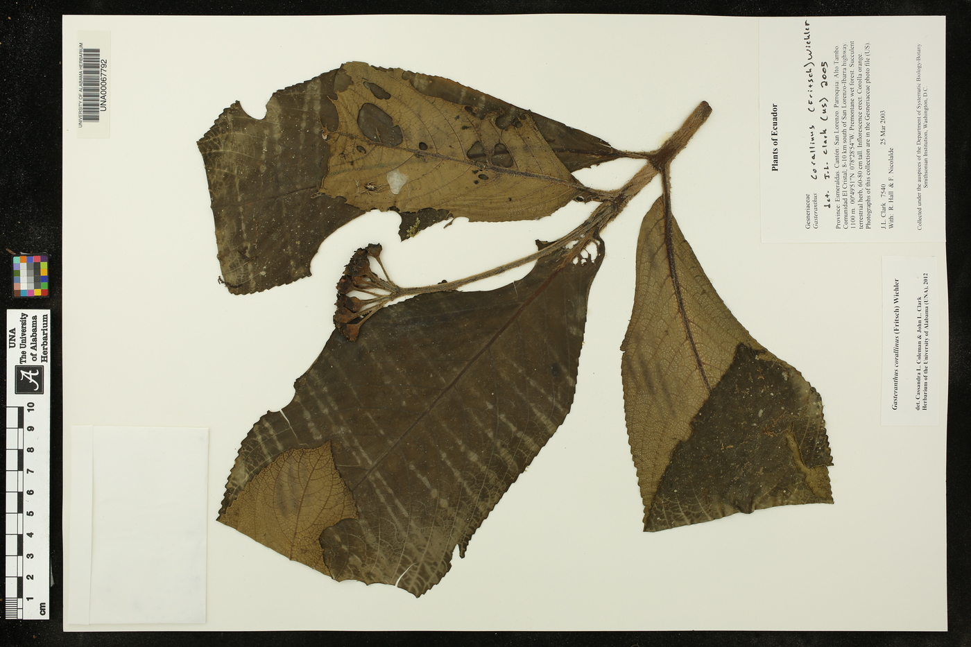 Gasteranthus corallinus image